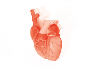 Organe aus dem 3D Druck